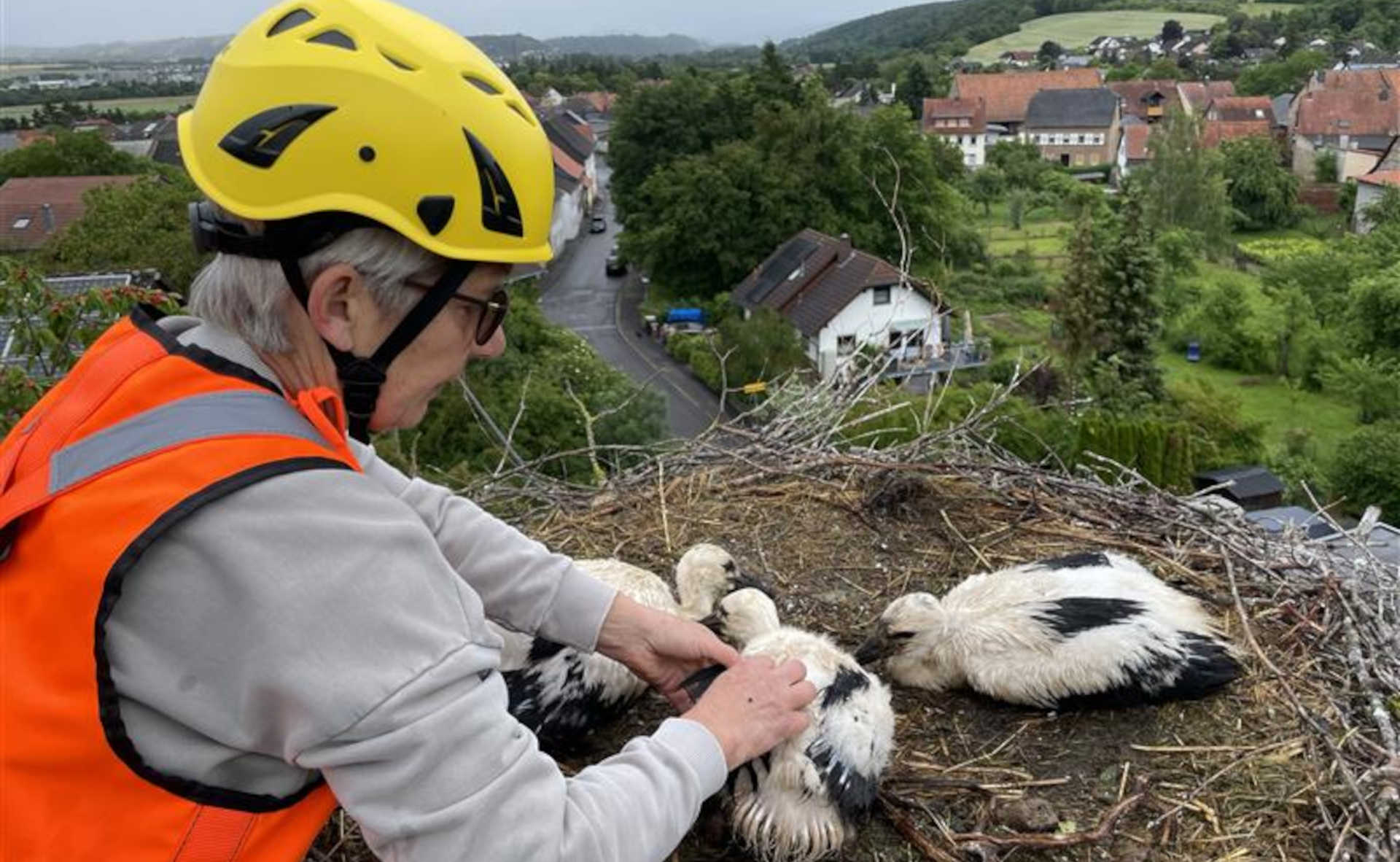 Tierischer Einsatz in Meddersheim: Westnetz unterstützt Storchenberingung